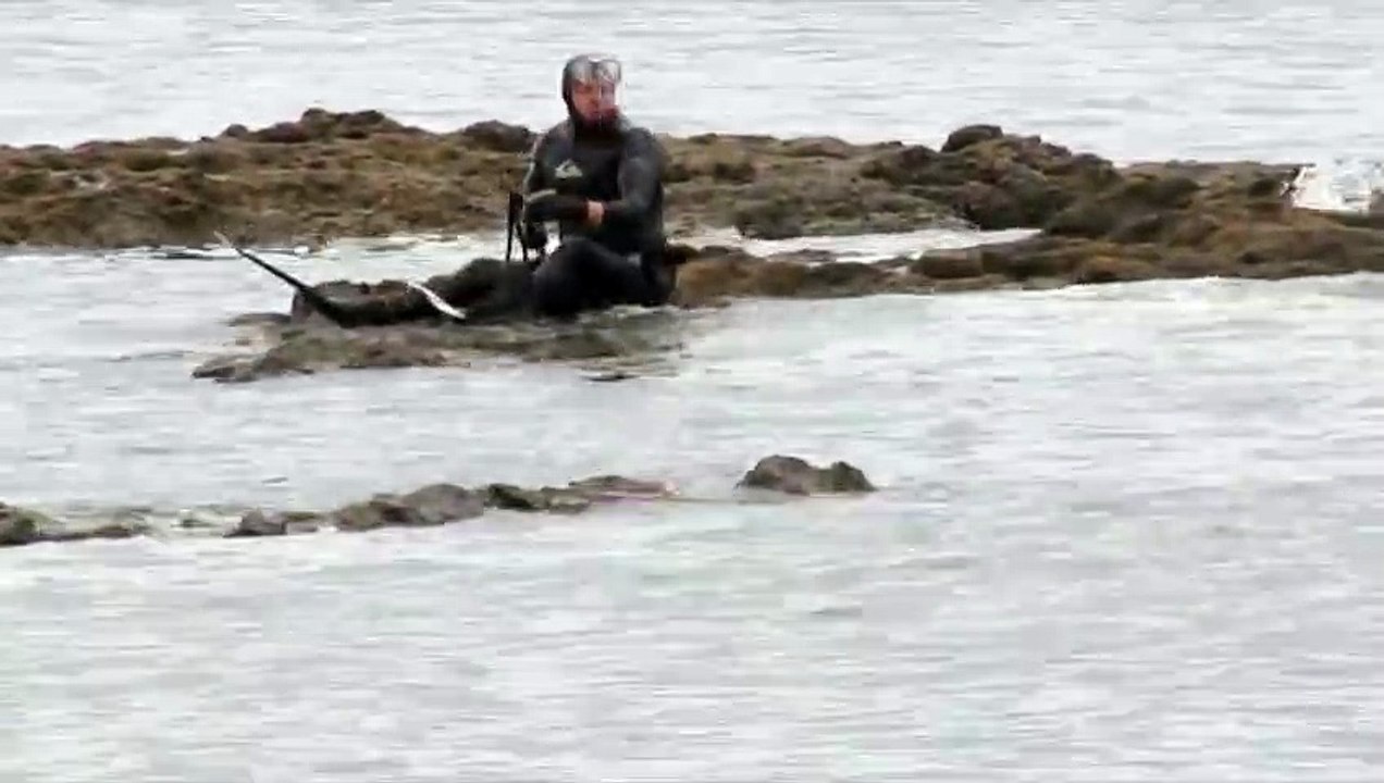 Magnifique rencontre entre un chien et une orque