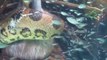 Un anaconda filmé sous l'eau avec sa proie en plein combat