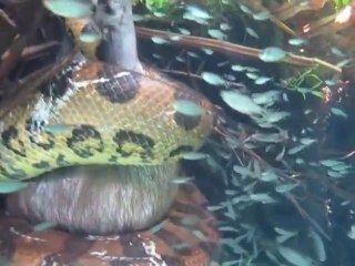 Un anaconda filmé sous l'eau avec sa proie en plein combat