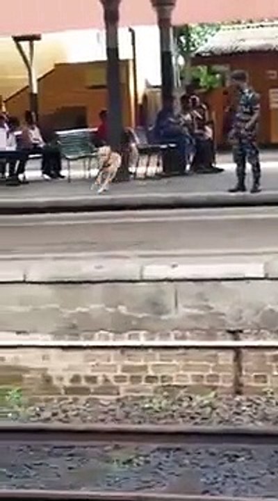 Un maître chien accorde une petite pause à son chien