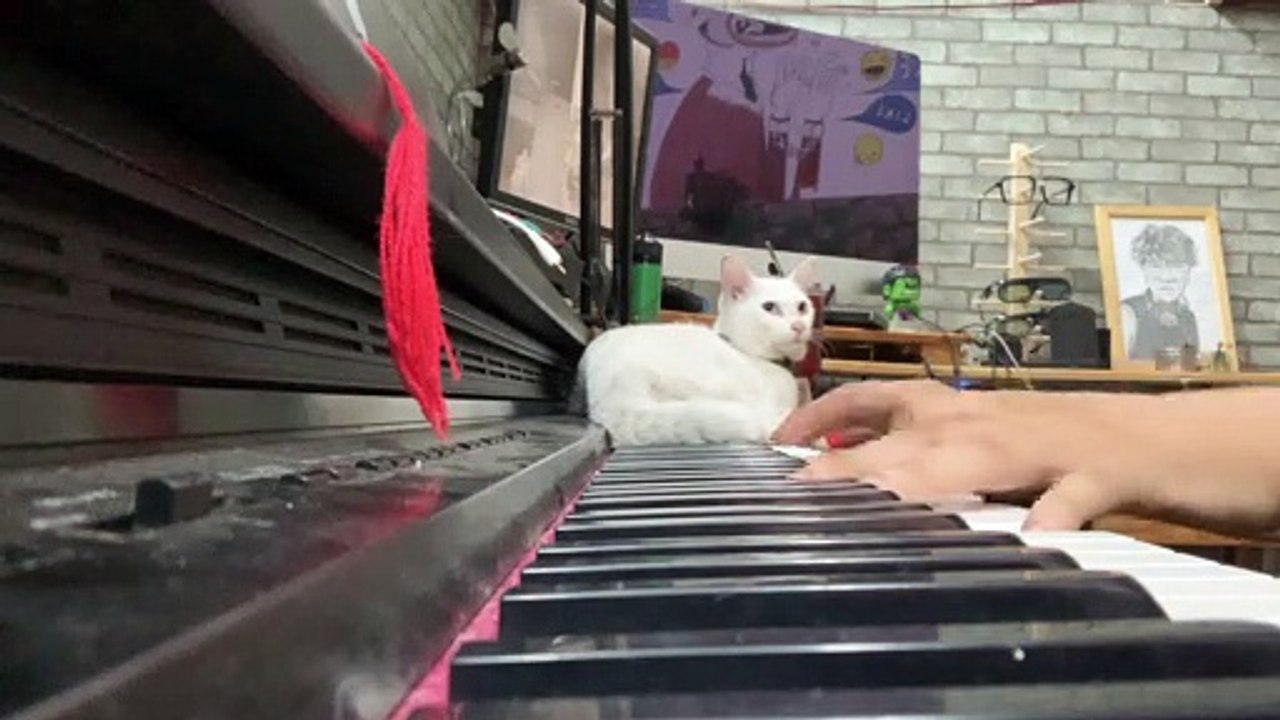 Man Serenades Cat with Sweet Song on Piano