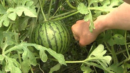 1인 가구 시대 '애플 수박'이 뜬다 / YTN