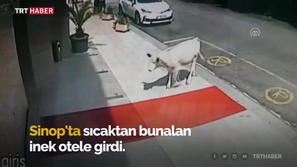 Sıcaktan bunalan inek soluğu otelin lobisinde aldı