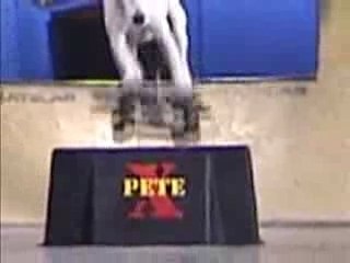 Humour - The Skateboarding Dog