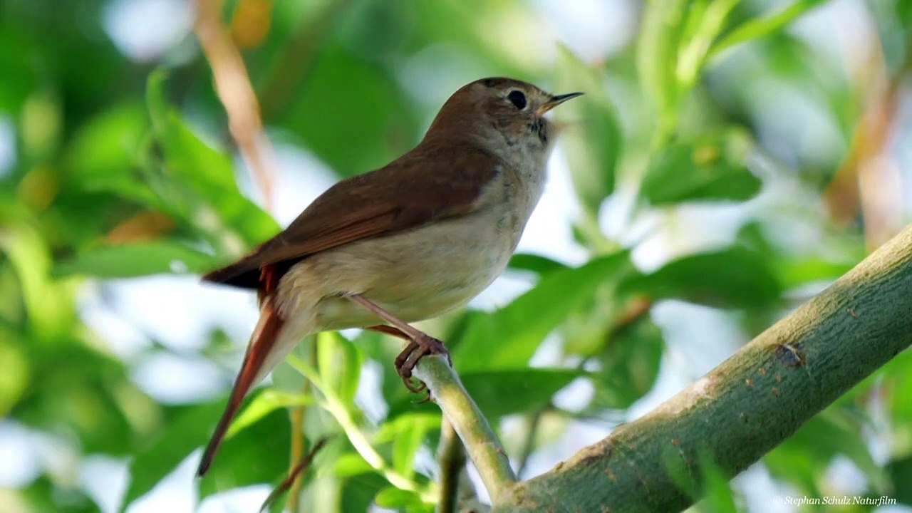 Zwitschern mit dialekt - der "forschungsfall nachtigall"