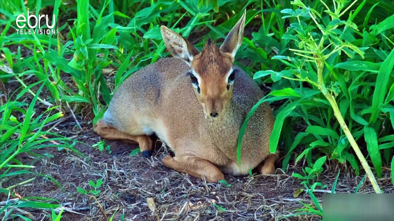 Dik-dik Species