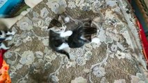 Four Kitties Fight On Bed
