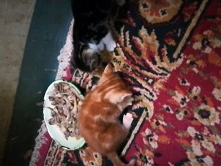 Kitties Find Plate Of Bones