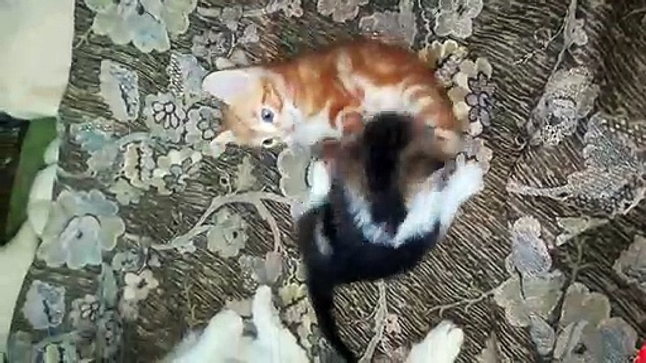 Kitty Got In Brother Fight On Bed