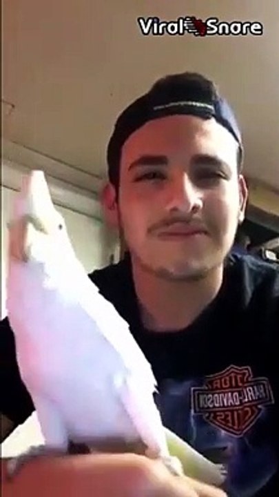 When Your Parrot Is High