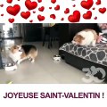 Ce couple de chiens ont une dispute très mouvementée. Regardez !