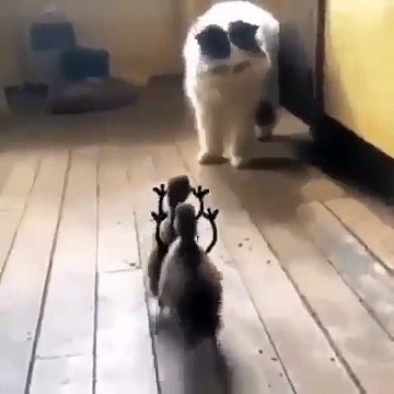 Ce chat a peur des petits canards. Hilarant !
