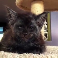 Extraordinaire ! Ce chaton ressemble à un petit homme réincarné en chat.