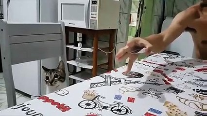 Un chat se fait bluffer par un tour de carte !