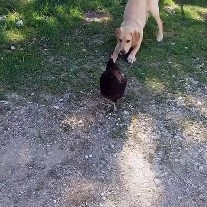 Regardez les jeux entre un chien et une poule. Trop mimi !