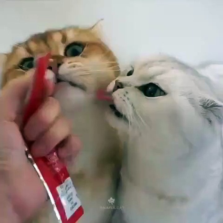 Ils sont gourmands ses petits anges. Regardez les !