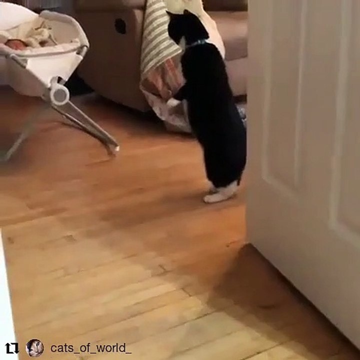 Quand le chat surveille si bébé dort. Adorable !!