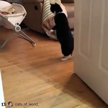 Quand le chat surveille si bébé dort. Adorable !!