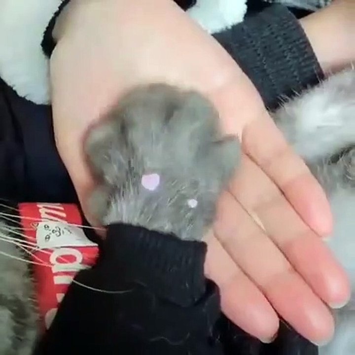 Ce chat a un pull suprême et donne la patte pour remercier son maître. Trop mimi !