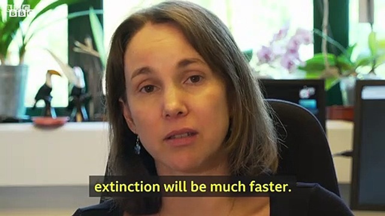 Climate Change- Why are thousands of species facing extinction - BBC News