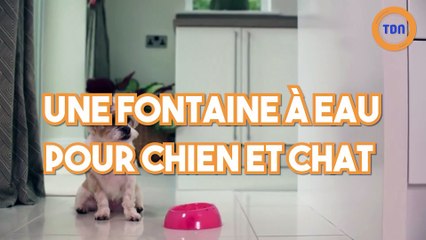 Une fontaine à eau pour chien et chat