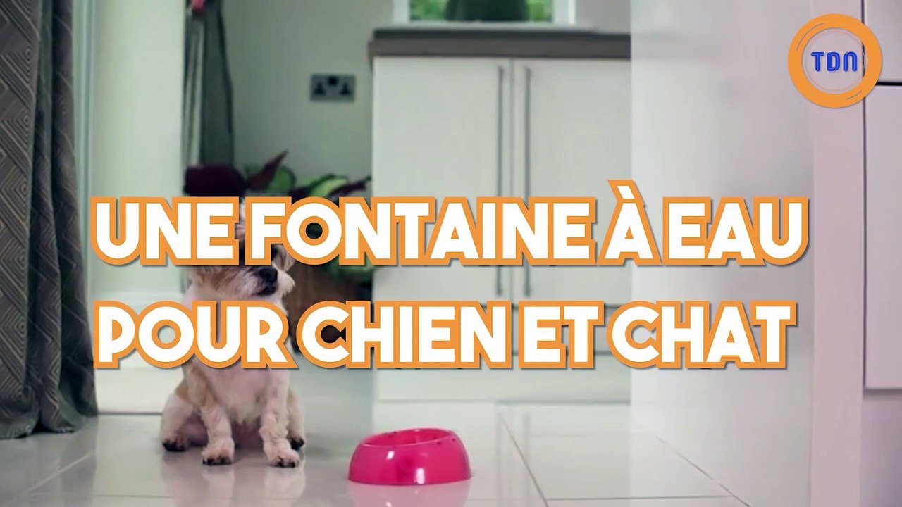 Une fontaine à eau pour chien et chat