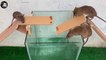 Rat Trap Water - 12 Mice in trapped 1 Hour - Mouse trap - How to Make Rat Trap
