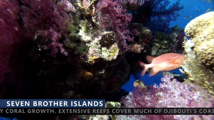 NATURE PLONGEE présente : DJIBOUTI on board MY LUCY