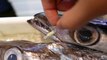 Japanese Street Food - GIANT HAIRTAIL FISH Teriyaki Croquette Sashimi Okinawa Seafood Japan