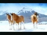 Bataille de neige entre chevaux