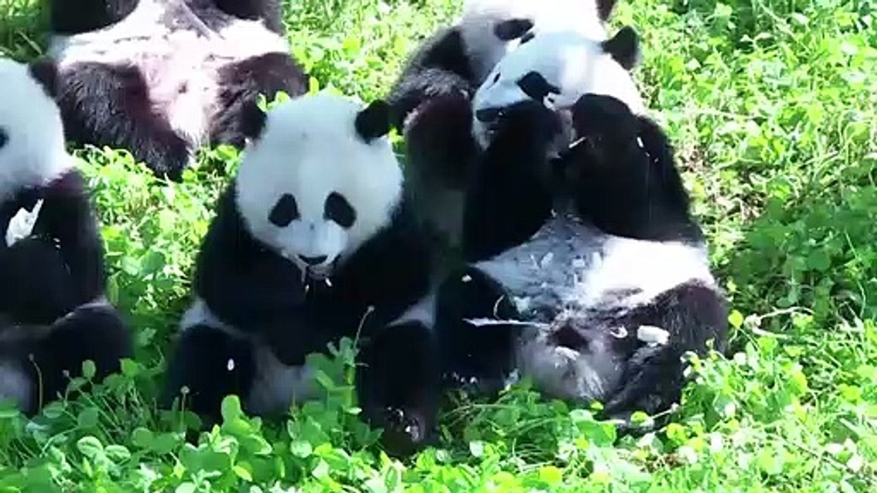 Drollige Zwillingspandas knabbern Bambus und tollen herum