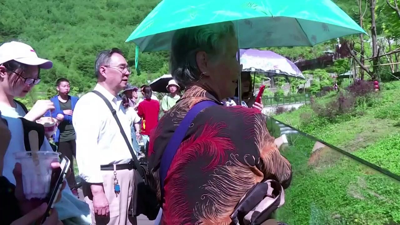 Drollige Zwillingspandas knabbern Bambus und tollen herum