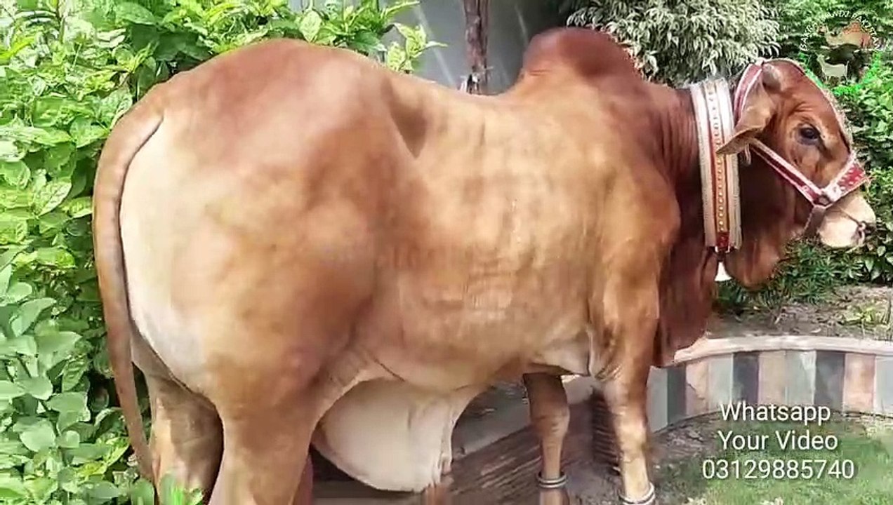 Qurbani Eid Videos 2018 - Wapda Town Sahiwal Qurbani Bulls and Camels