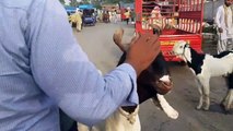 Rajanpuri Bakra - Sindhi Goats in Lahore Bakra Mandi For Qurbani Eid (2018) TAYYARIYAN SHURO !