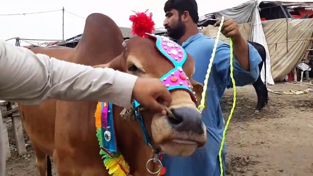 QURBANI EID 2018 - SAHIWAL RAJANPURI BULL FOR SALE - LAHORE BAKRA MANDI