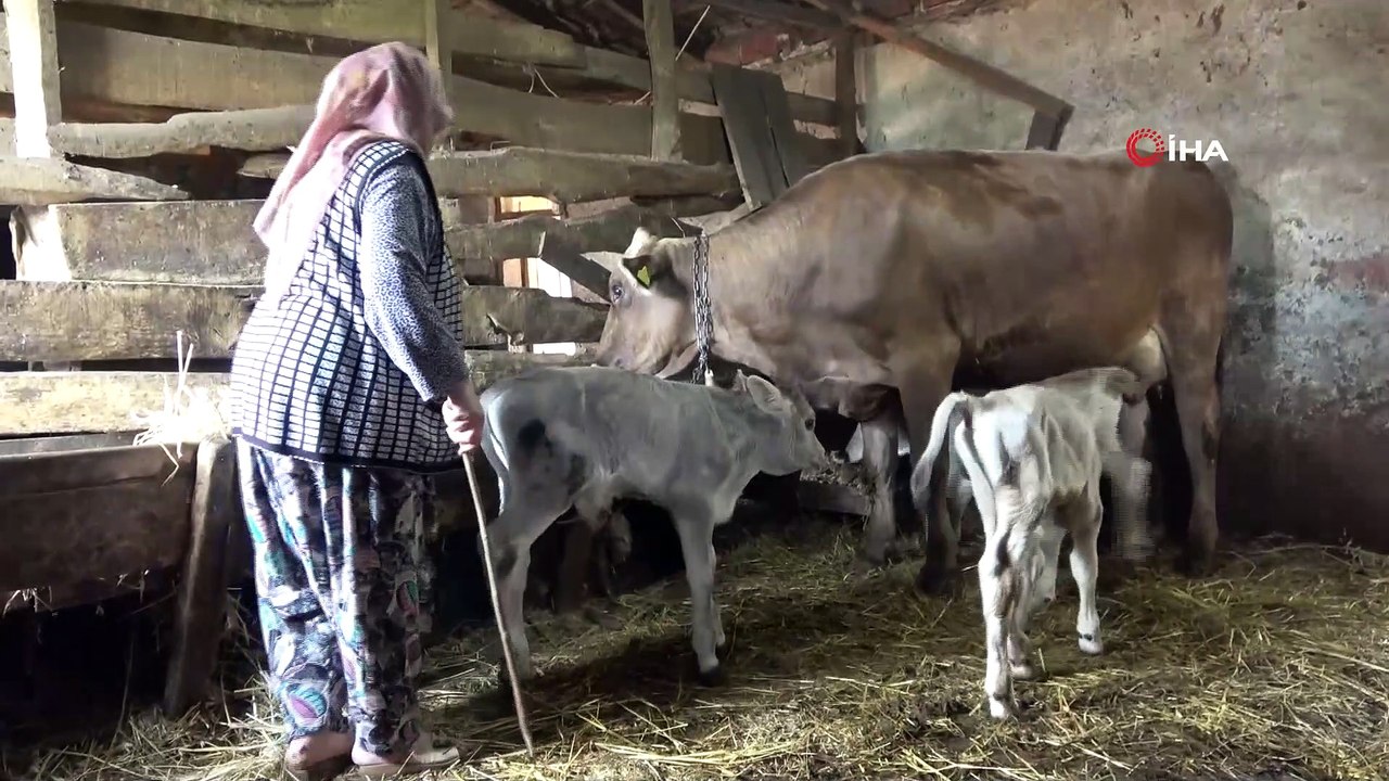 Besledigi Inek Ucuz Dogurdu Duyanlar Gozlerine Inanamadi Dailymotion Video