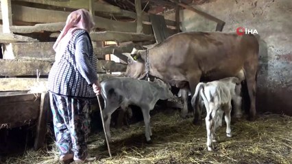 Beslediği inek üçüz doğurdu, duyanlar gözlerine inanamadı