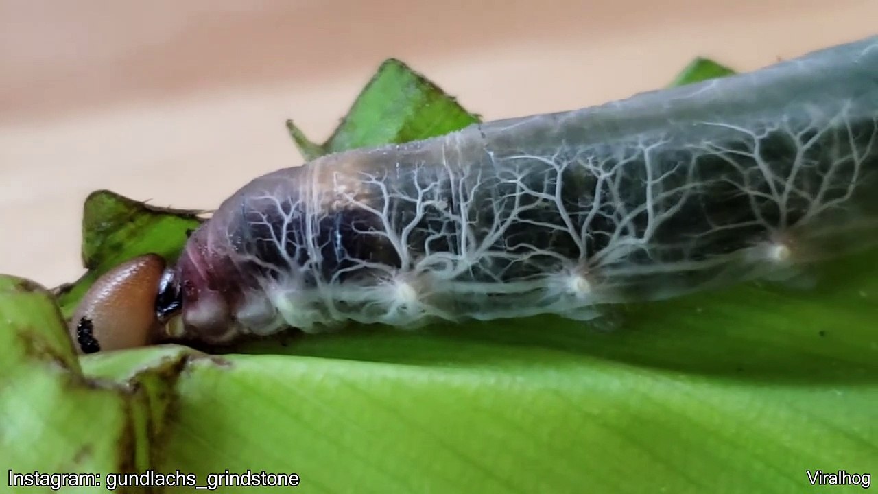A Transparent Caterpillar