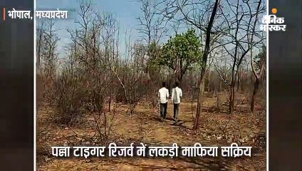 टाइगर रिजर्व में पेड़ काटे, मंत्री बोले-आईएफएस पर कार्रवाई की जाएगी