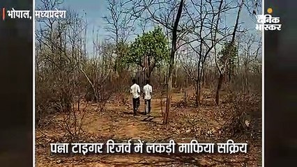 पन्ना टाइगर रिजर्व में लकड़ी माफिया सक्रिय
