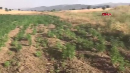 DİYARBAKIR LİCE'DE 851 BİN KÖK HİNT KENEVİRİ ELE GEÇİRİLDİ