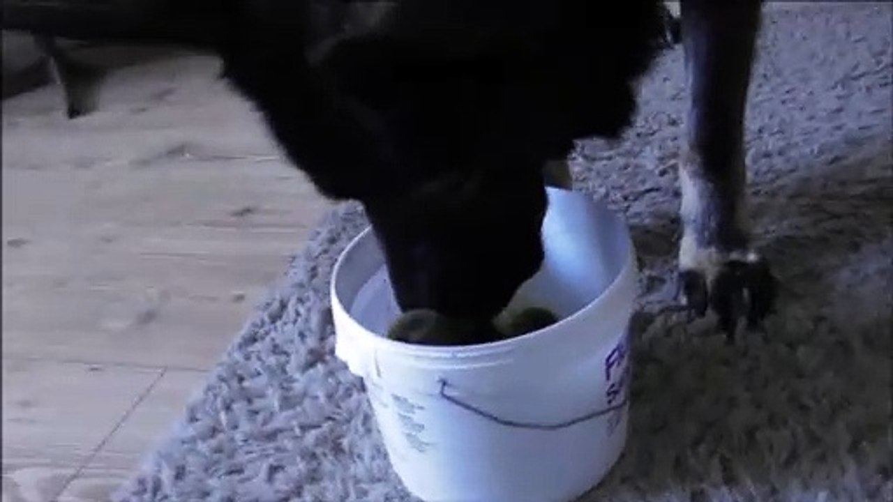 The first ducks are here.