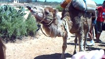 Vídeos de camellos chistosos y divertidos