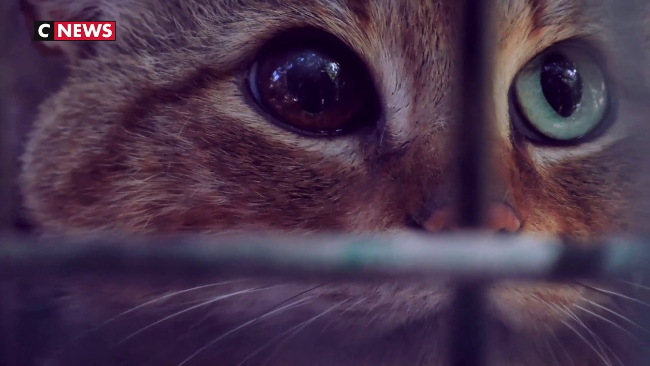 Sur les traces du «chat-renard», probable nouvelle espèce de félin recensée en Corse