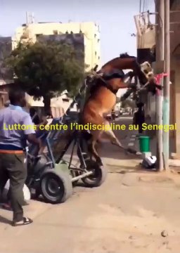 Torture des animaux : Un cheval échappe de peu à la mort