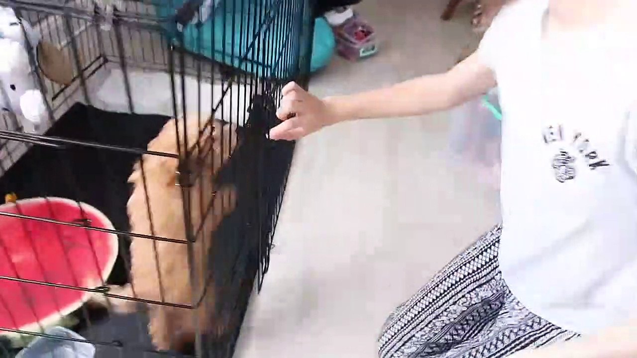 KANDIRILDIK! Yeni Köpeğimiz ilk kez Banyo Yaptı Harmony Yüzdü Evcil Köpek Bakımı! Bidünya Oyuncak 