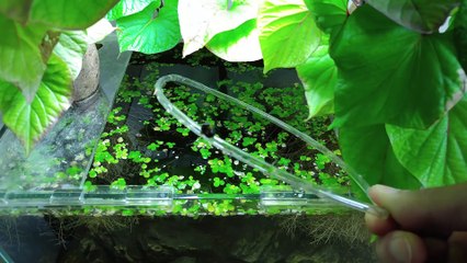 Ep.5 Sweet Potato Betta Tank (Kartoffel Gets Injured) No filter, No CO2, NO ferts 4.5 Gallon Nano