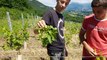 Apremont (Savoie) : la grêle a laissé des traces dans les vignes