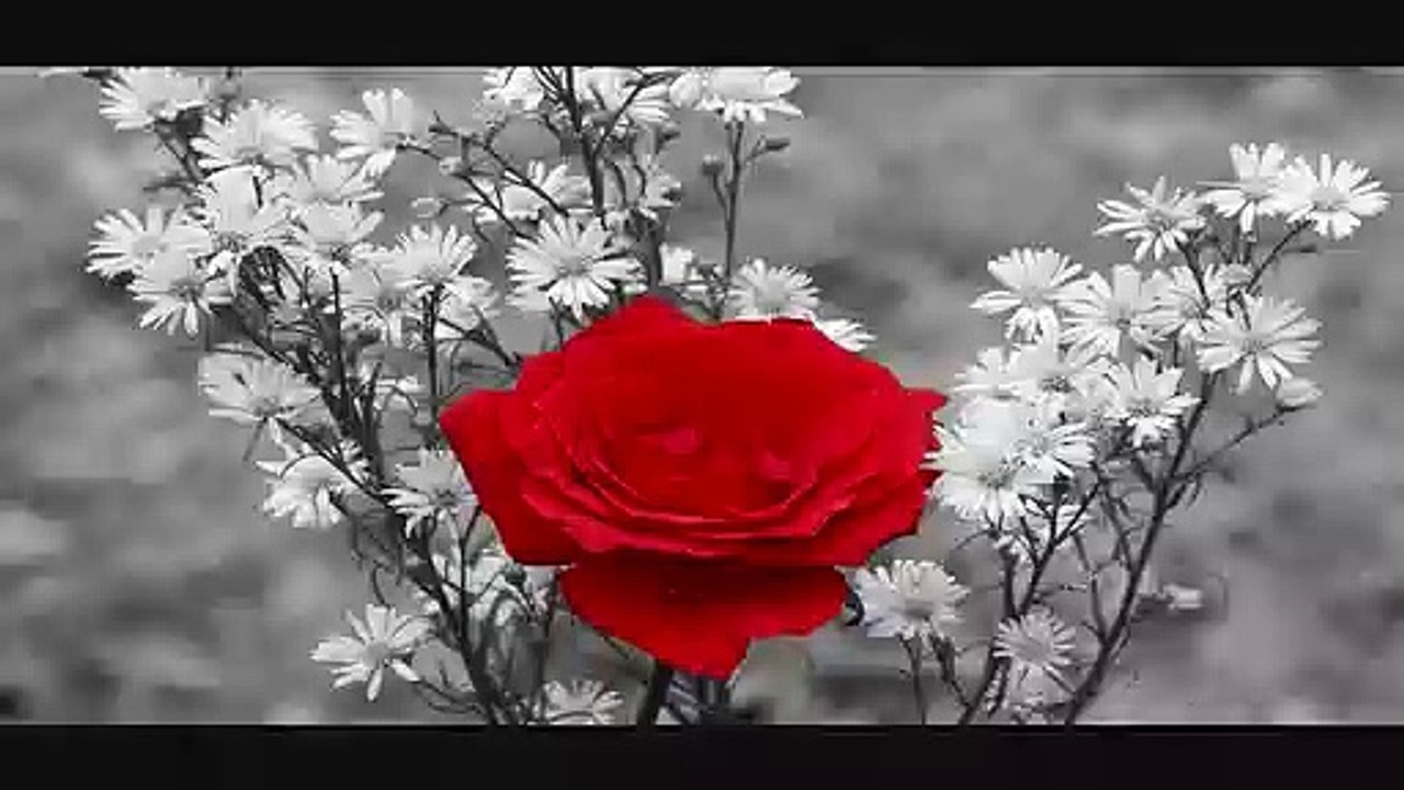 Мухамед Мујкановић - Имао сам једну ружу
