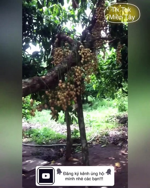 Du lịch miền Tây sông nước qua những hình ảnh dân dã | Tik Tok Miền Tây